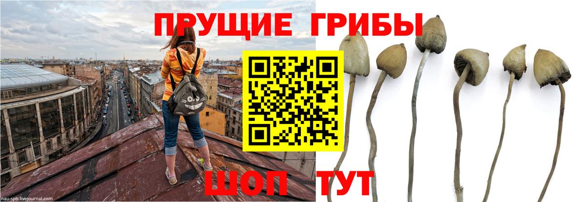 Псилоцибиновые грибы Magic Shrooms  Вход с VPN  Армавир  Псилоцибиновые грибы мицелий 